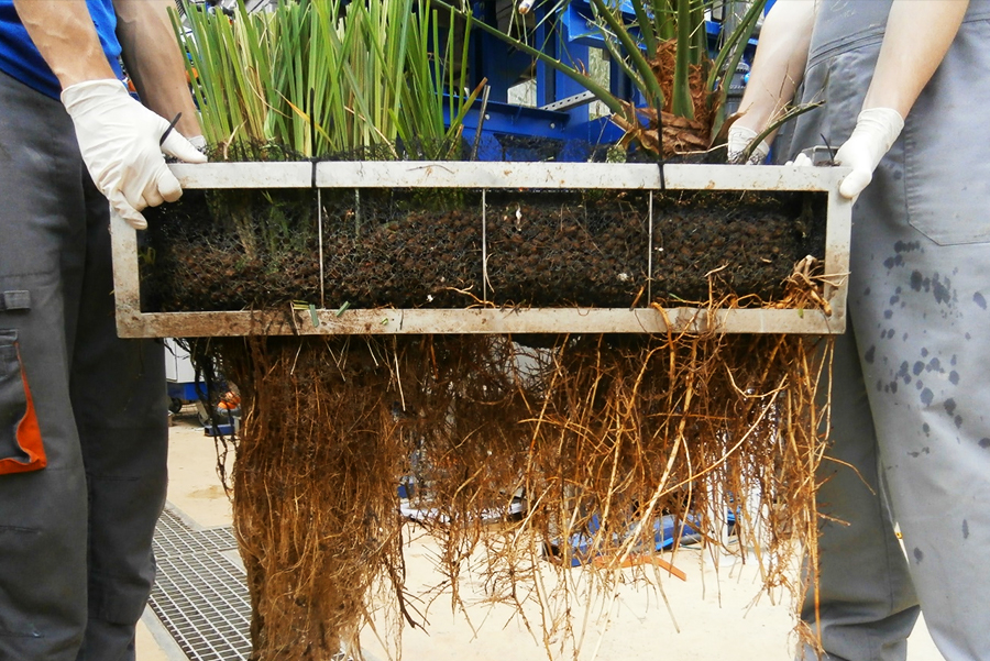 Young plants in early stages of being in facility